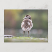 Foto van Gosling Natuur Briefkaart (Voorkant)