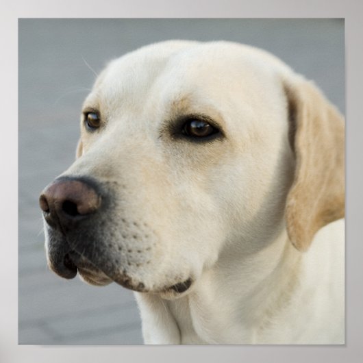 Foto van gouden labrador retriever poster (Voorkant)