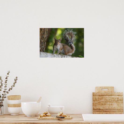 Foto van Gray Squirrel Poster (Keuken)