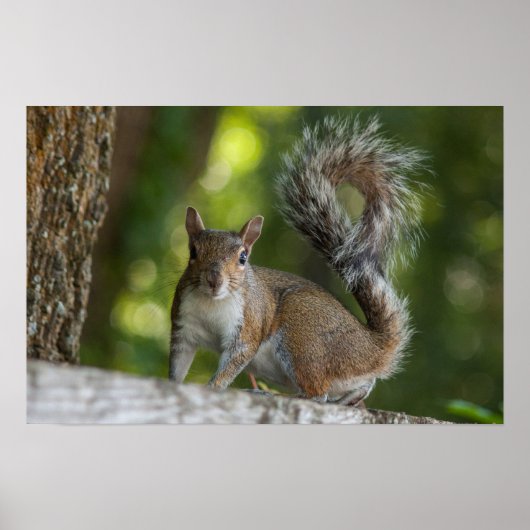 Foto van Gray Squirrel Poster (Voorkant)
