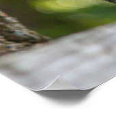 Foto van Gray Squirrel Poster (Hoek)