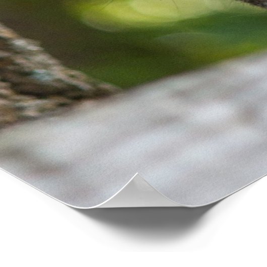 Foto van Gray Squirrel Poster (Hoek)