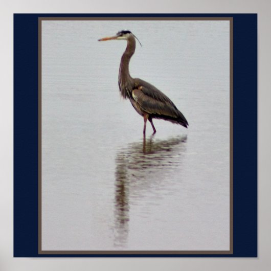 Foto van Great Blue Heron Poster (Voorkant)