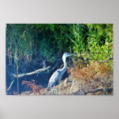 Foto van Great Blue Heron Poster (Voorkant)