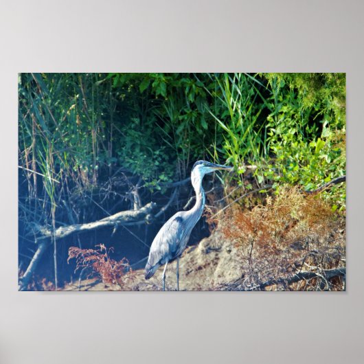 Foto van Great Blue Heron Poster (Voorkant)