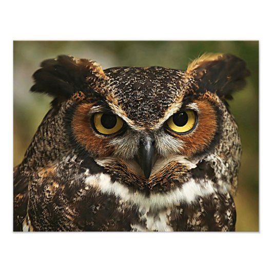 Foto van Great Horned Owl Afdruk (Voorkant)