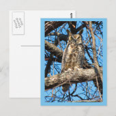 Foto van Great Horned Owl Briefkaart (Voorkant / Achterkant)