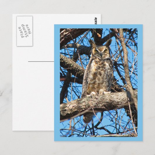 Foto van Great Horned Owl Briefkaart (Voorkant / Achterkant)