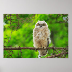 Foto van Great Horned Owl Poster