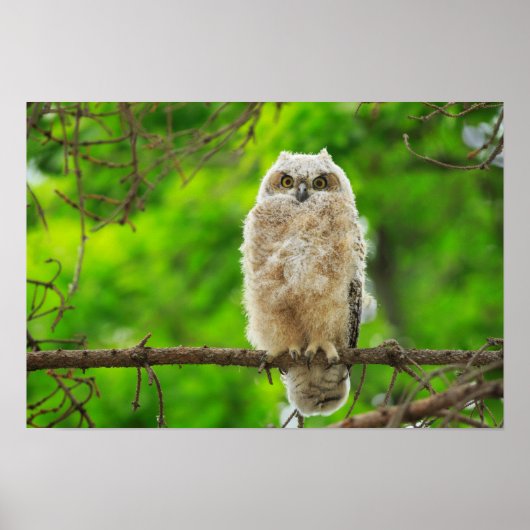 Foto van Great Horned Owl Poster (Voorkant)