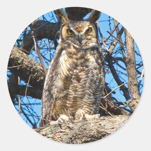 Foto van Great Horned Owl Ronde Sticker (Voorkant)