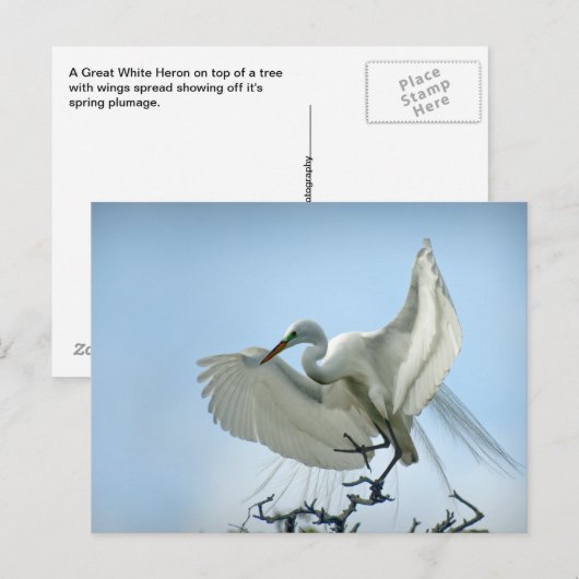 Foto van Great White Heron Briefkaart (Voorkant / Achterkant)