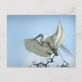 Foto van Great White Heron Briefkaart (Voorkant)