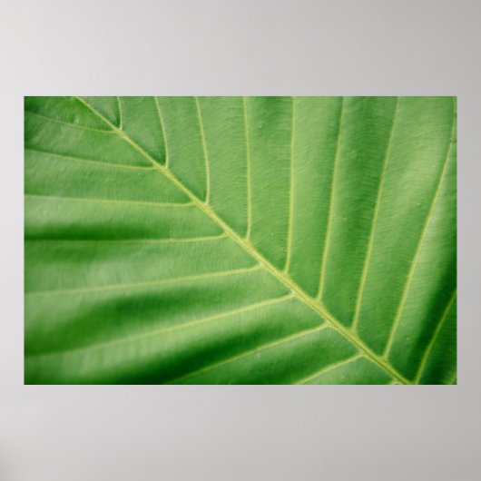 Foto van groen blad sluiten poster (Voorkant)