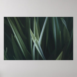 Foto van groene lineaire bladeren sluiten poster