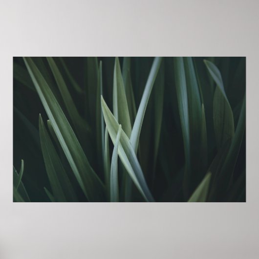 Foto van groene lineaire bladeren sluiten poster (Voorkant)