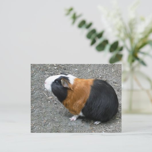 Foto van Guinee Briefkaart (Staand voorkant)