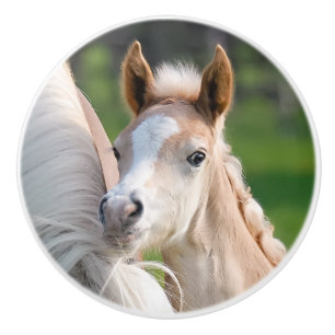 Foto van Haflinger Horse Cute Baby Foal Animal - - Keramische Knop