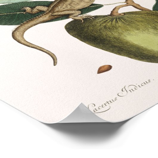  foto van hagedis poster (Hoek)