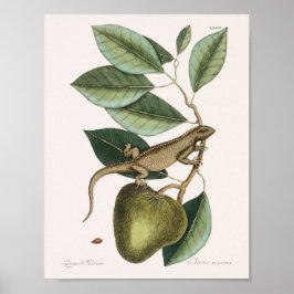 foto van hagedis poster