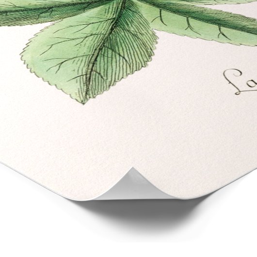 foto van hagedis poster (Hoek)