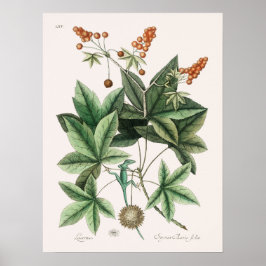 foto van hagedis poster