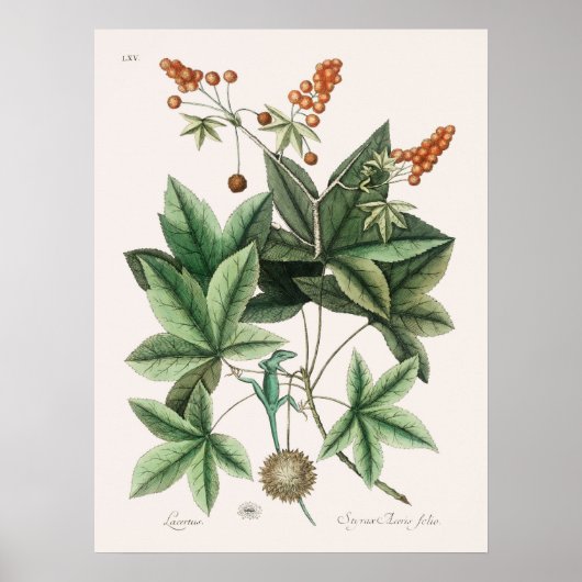  foto van hagedis poster (Voorkant)