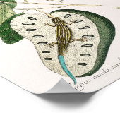  foto van hagedis poster (Hoek)