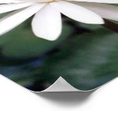 Foto van Hawaiian Water Lilly Poster (Hoek)
