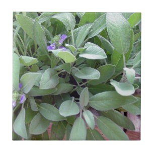 Foto van Herb collectie-sage Tegeltje