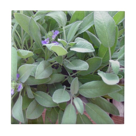 Foto van Herb collectie-sage Tegeltje (Voorkant)