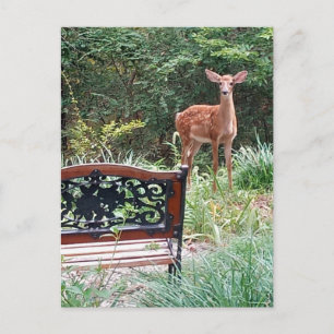 Foto van hertenjong in gras tuin briefkaart