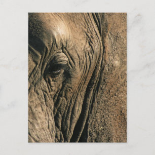 Foto van het Afrikaanse olifantenoog Briefkaart
