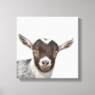 Foto van het boerderij de dierlijke peekaboo van canvas afdruk