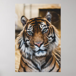 FOTO VAN HET GEZICHT VAN DE TIGER POSTER