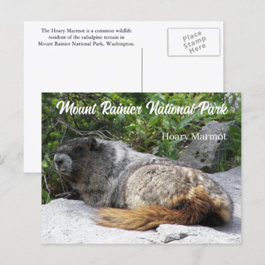 Foto van het nationale park Rainier Hoary Marmot Briefkaart (Voorkant / Achterkant)