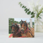 Foto van het paardenteam briefkaart (Staand voorkant)