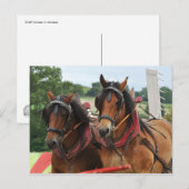 Foto van het paardenteam briefkaart (Voorkant / Achterkant)