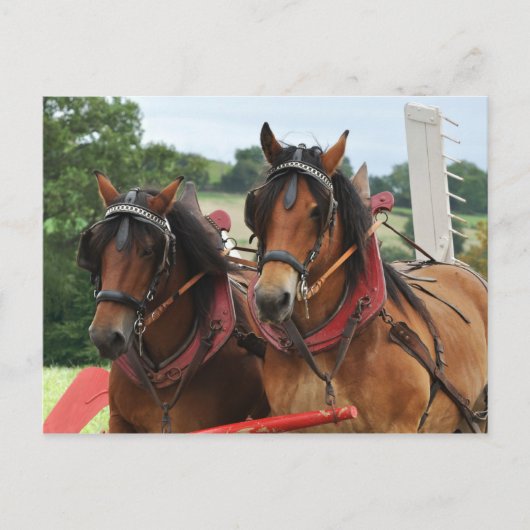 Foto van het paardenteam briefkaart (Voorkant)