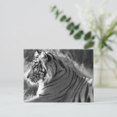 Foto van het profiel B&W-tijger Briefkaart (Staand voorkant)
