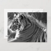Foto van het profiel B&W-tijger Briefkaart (Voorkant / Achterkant)