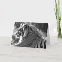 Foto van het profiel B&W-tijger