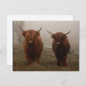Foto van Highland Cattle Fog Briefkaart (Voorkant / Achterkant)