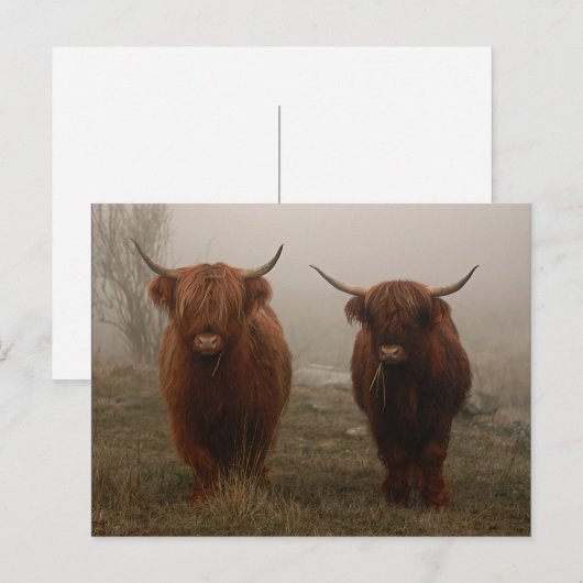 Foto van Highland Cattle Fog Briefkaart (Voorkant / Achterkant)