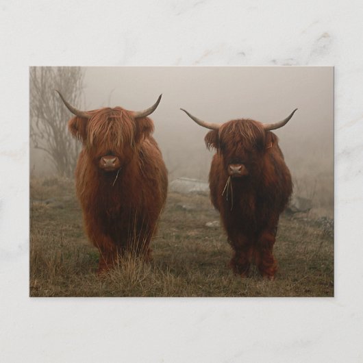 Foto van Highland Cattle Fog Briefkaart (Voorkant)