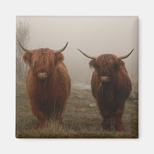 Foto van Highland Cattle Fog Magneet (Voorkant)