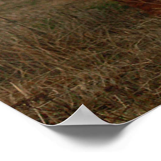 Foto van Highland Cattle Fog Poster (Hoek)