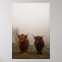 Foto van Highland Cattle Fog