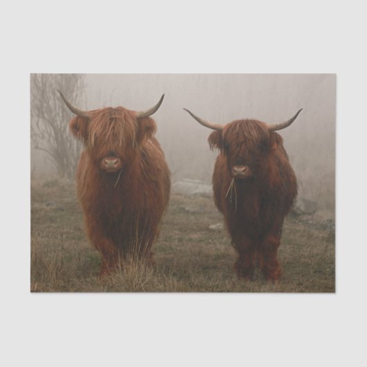 Foto van Highland Cattle Fog Tissuepapier (Voorkant)