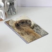Foto van Hoary Marmot in het wild